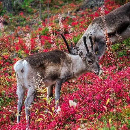 In Lapland - Levin Koutanen Апартаменты Киттиля